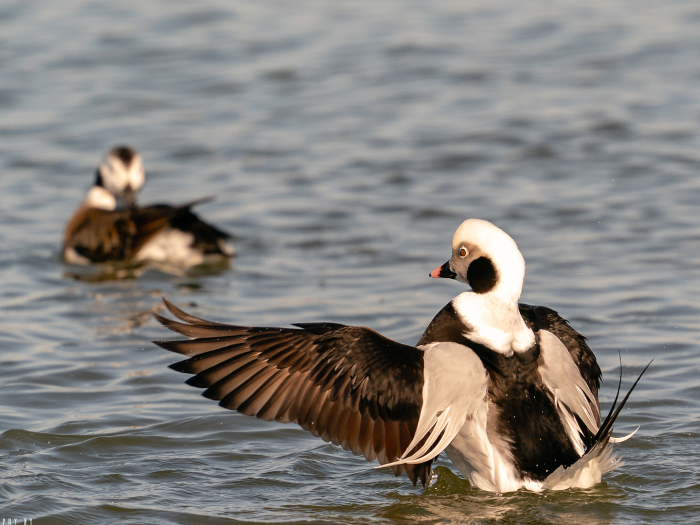 Две дикие утки в воде озера