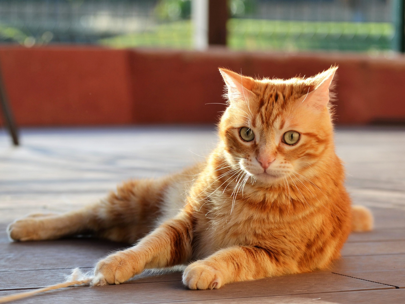 Удивленный серый кот лежит на деревянном полу