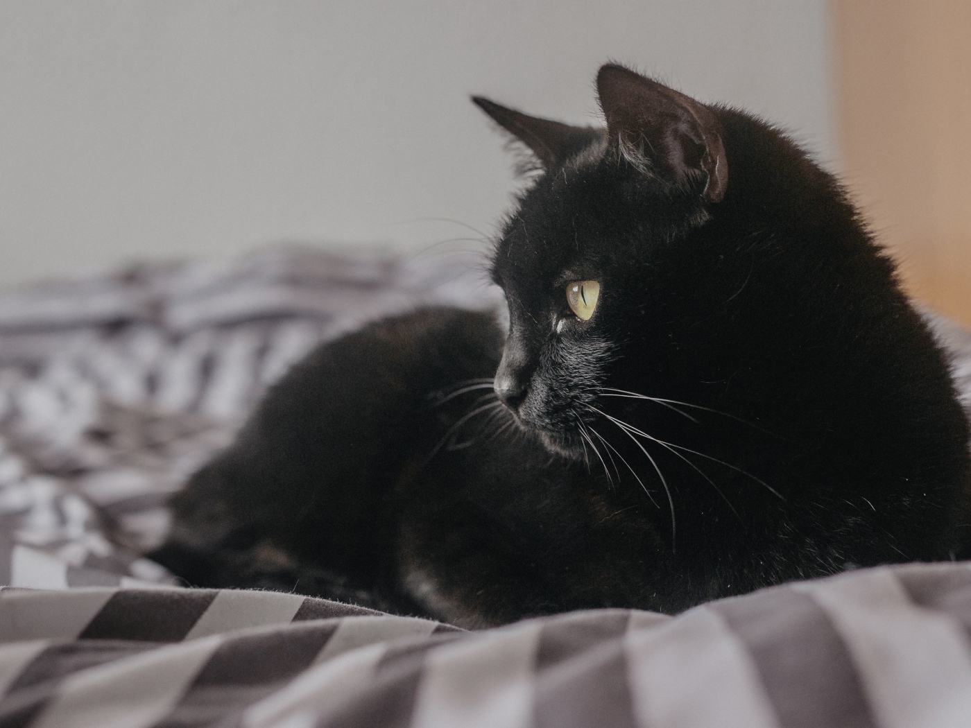 Beautiful black cat lies on the bed
