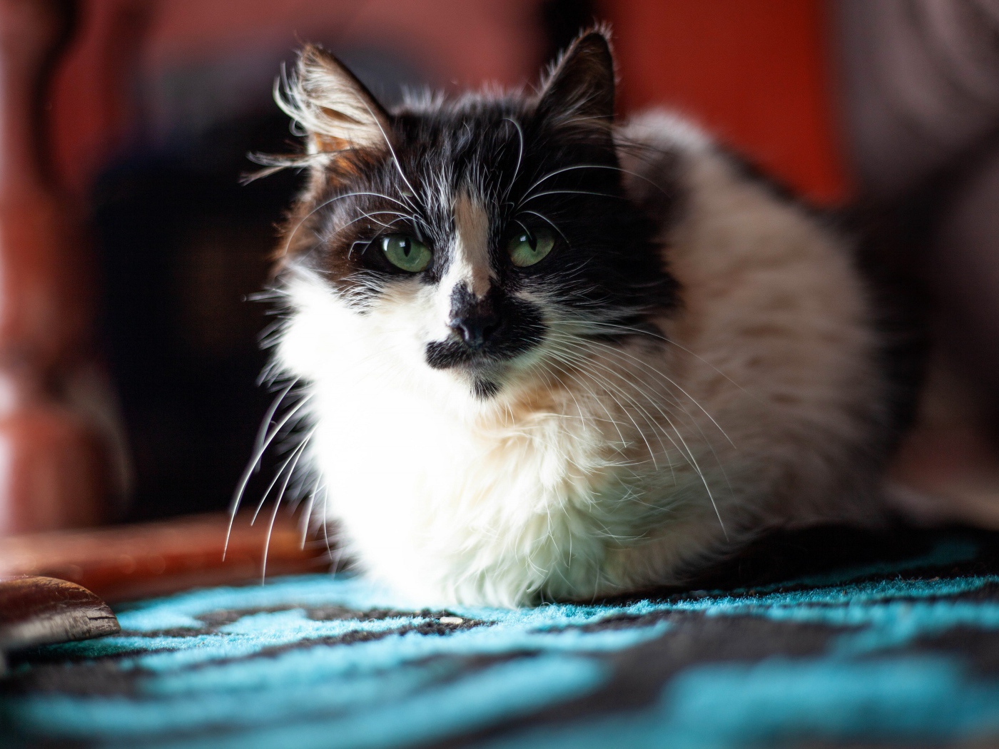 Красивая расцветка трехцветной кошки 