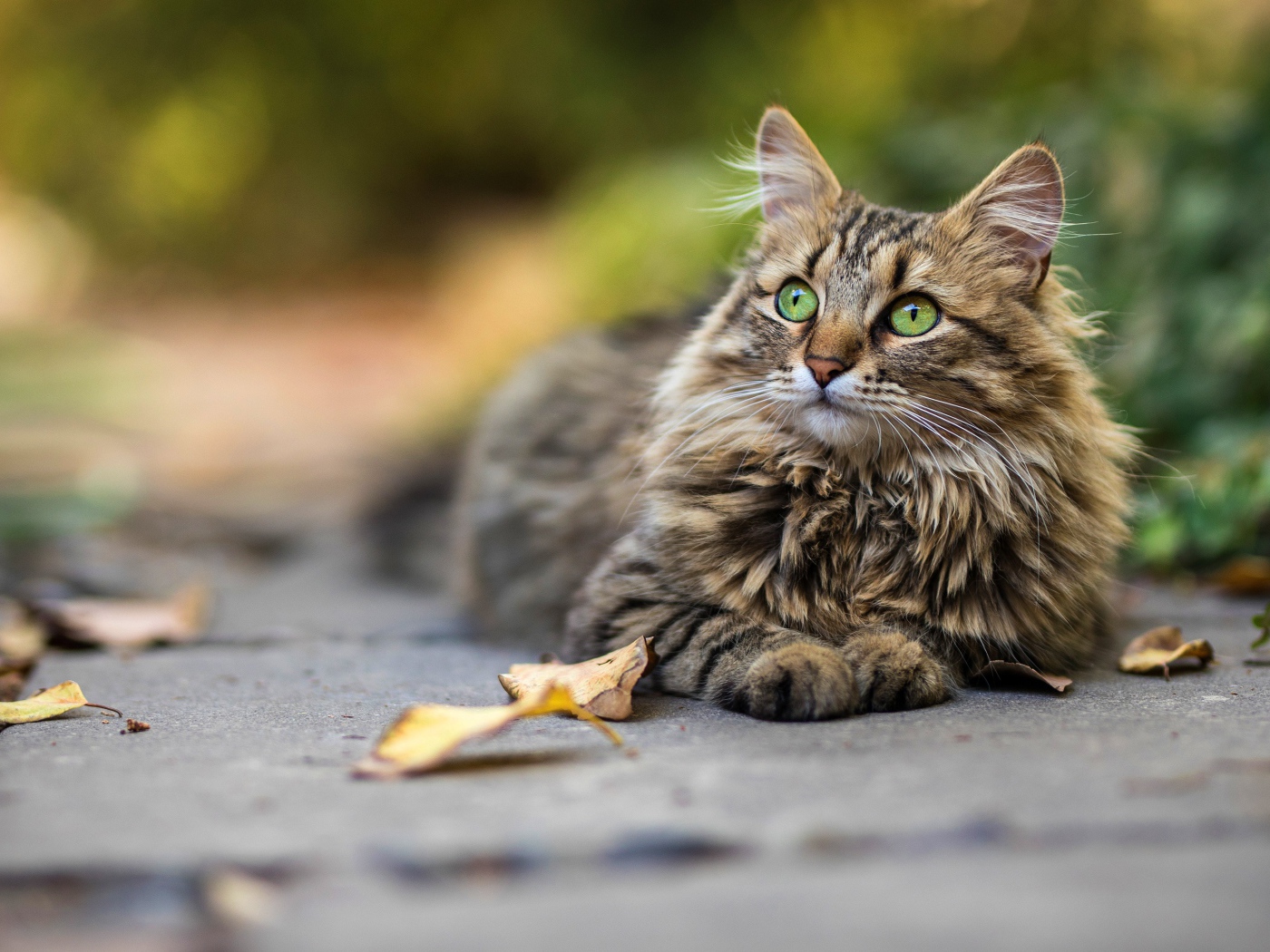 Красивый пушистый зеленоглазый серый  кот лежит на земле