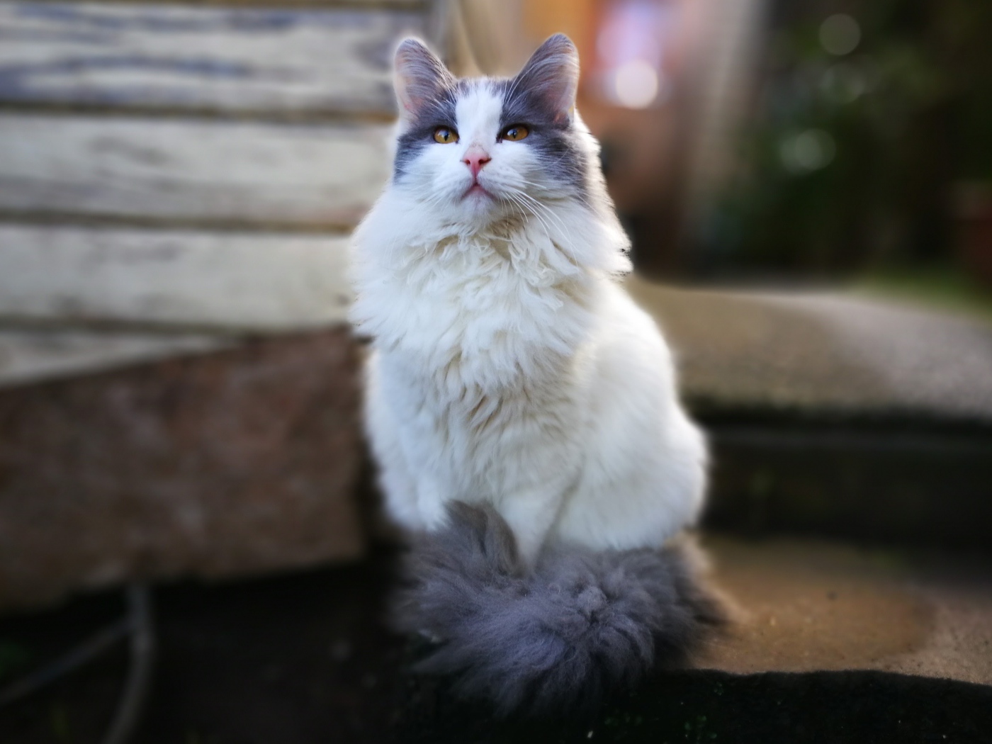 Красивый пушистый белый кот с серыми пятнами