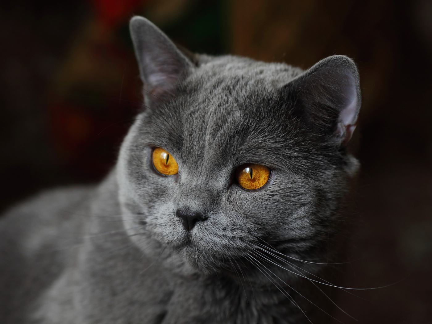 Красивый серый кот с желтыми глазами крупным планом