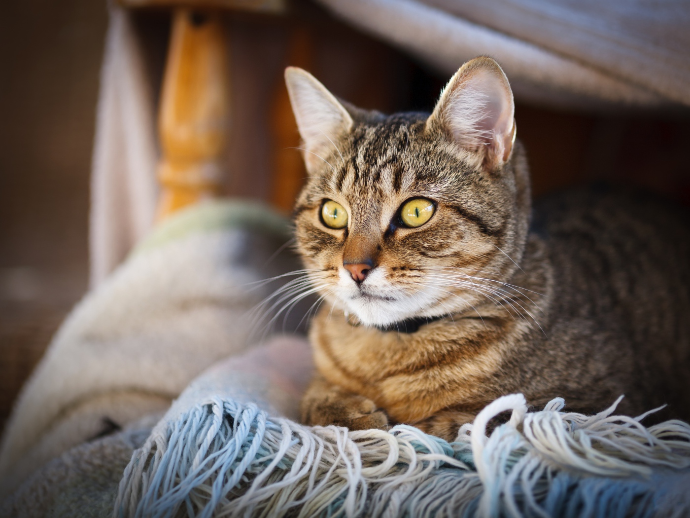 Красивый серый кот с желтыми глазами лежит на одеяле