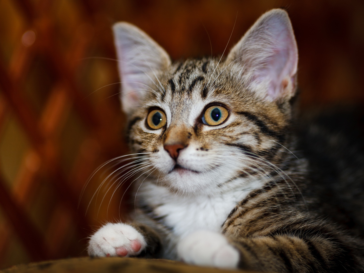 Красивый серый котенок с белыми пятнами 