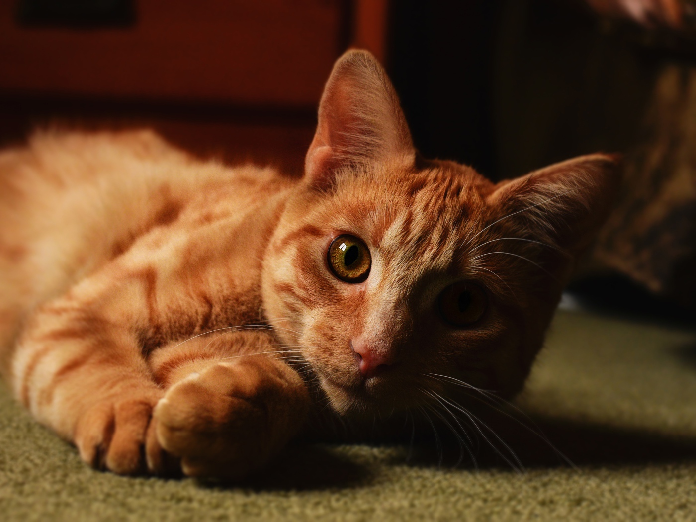 Рыжий красивый кот лежит на полу