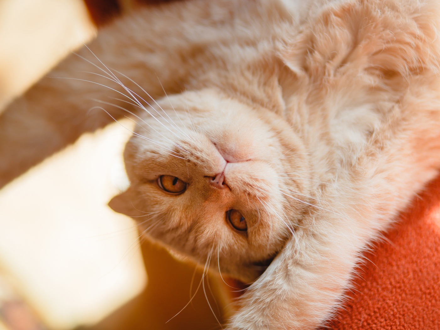 Красивый рыжий кот лежит лапами вверх