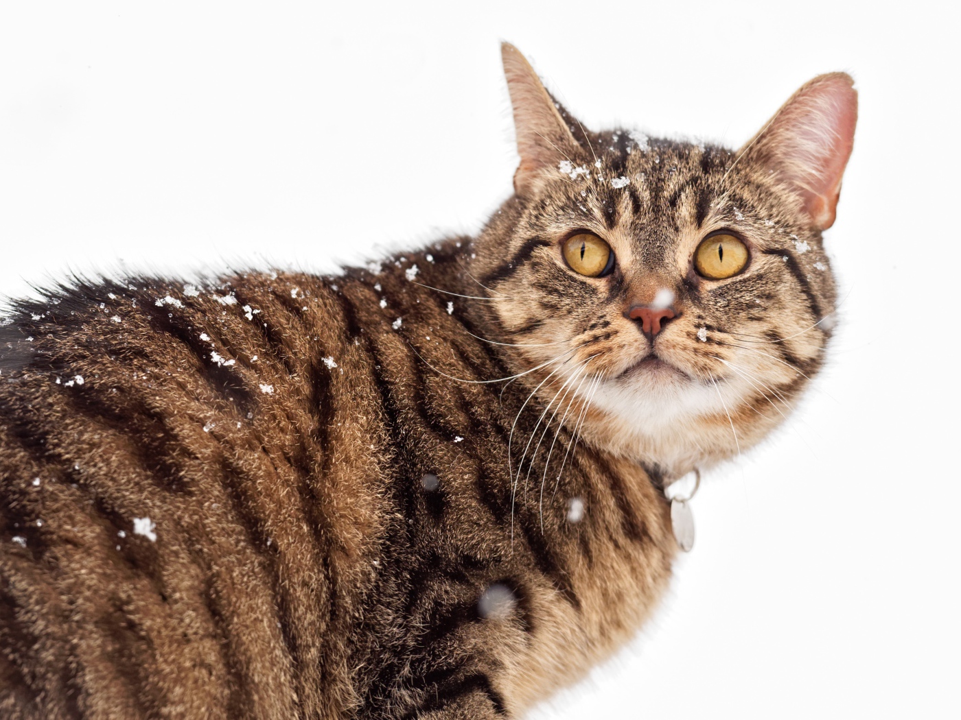 Большой серый кот на улице зимой