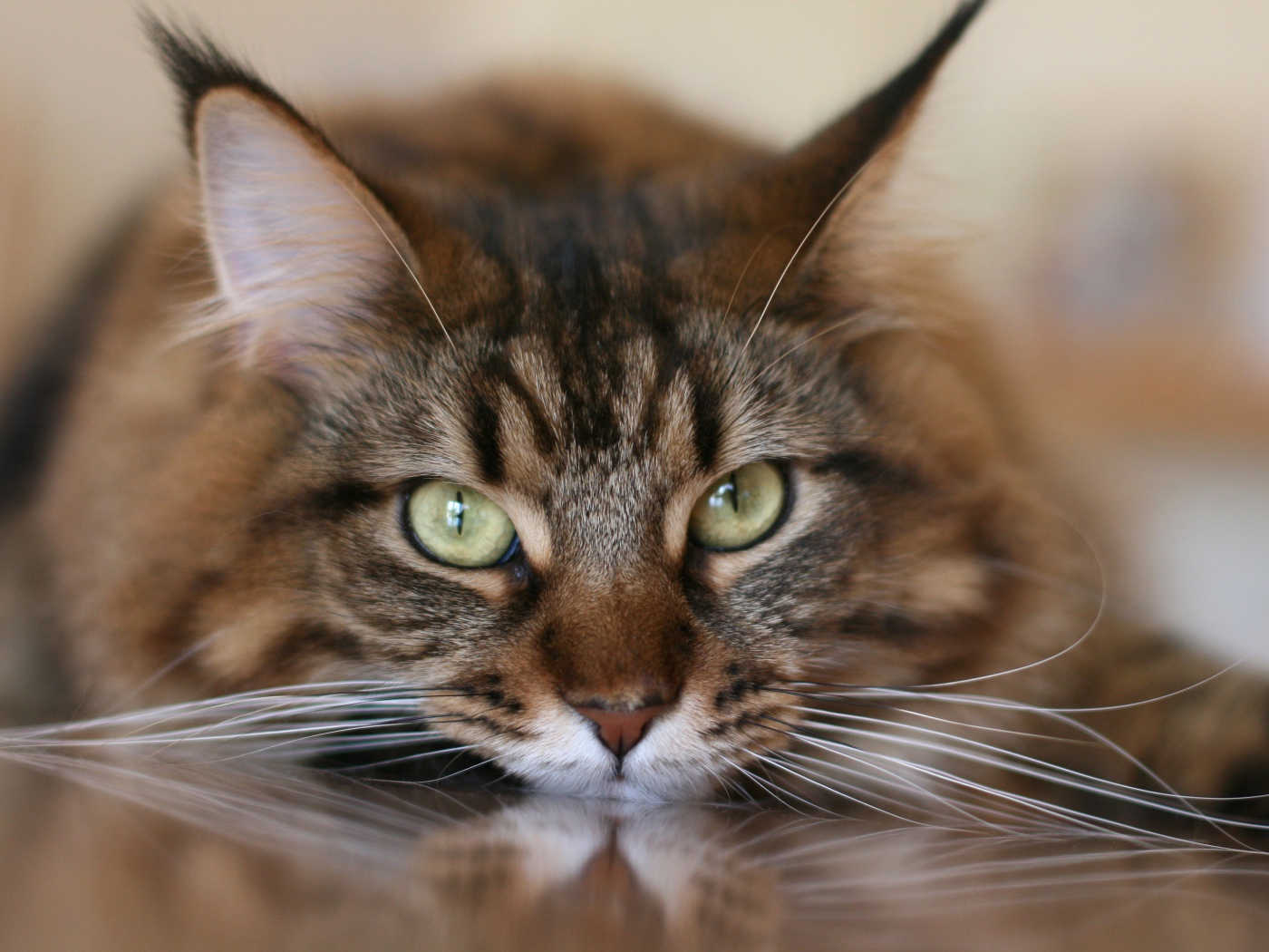 Большой серый кот с белыми усами крупным планом