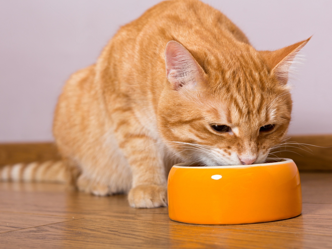 Большой рыжий кот ест из миски 
