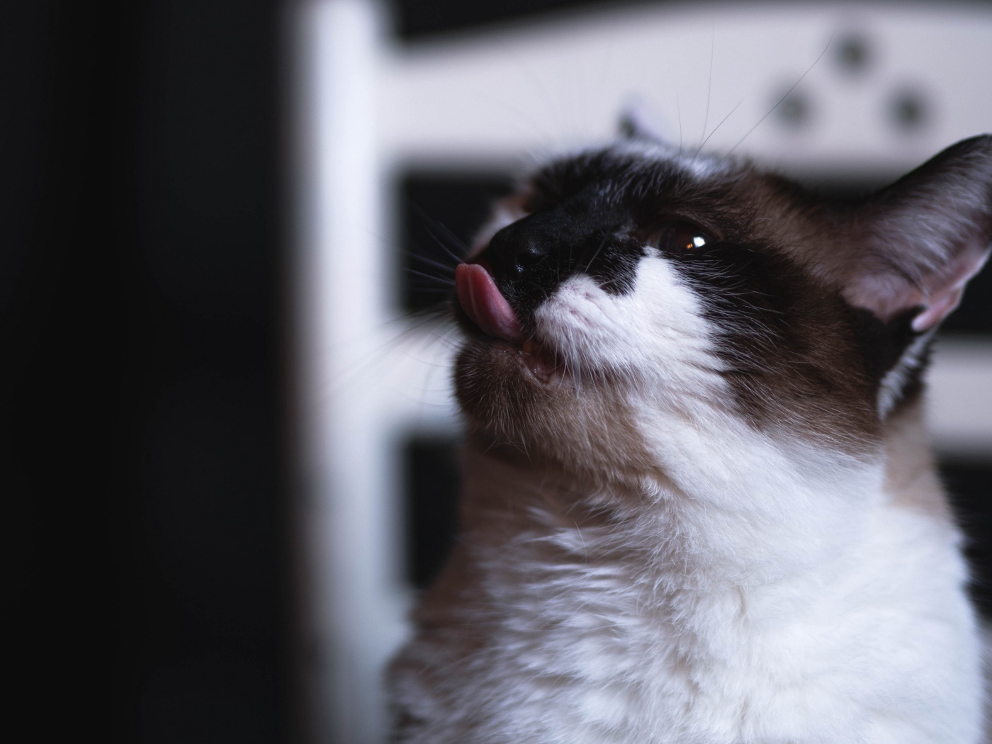 Black and white cat with protruding tongue