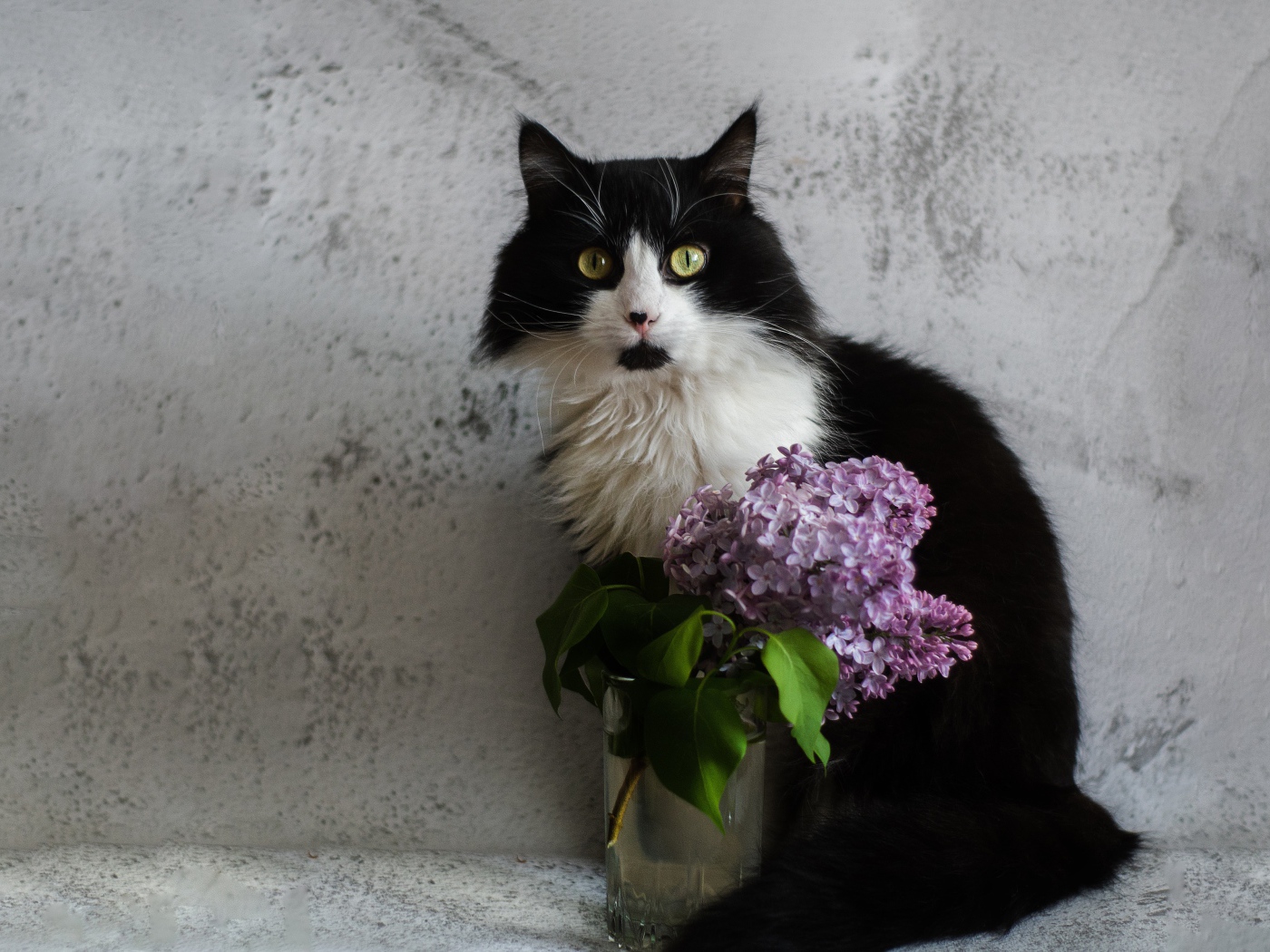 Черно-белый пушистый кот на фоне серой стены с сиренью 