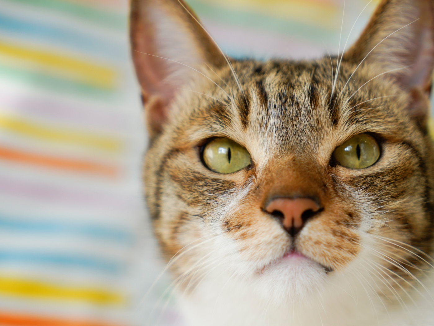 Морда серого кота с зелеными глазами крупным планом