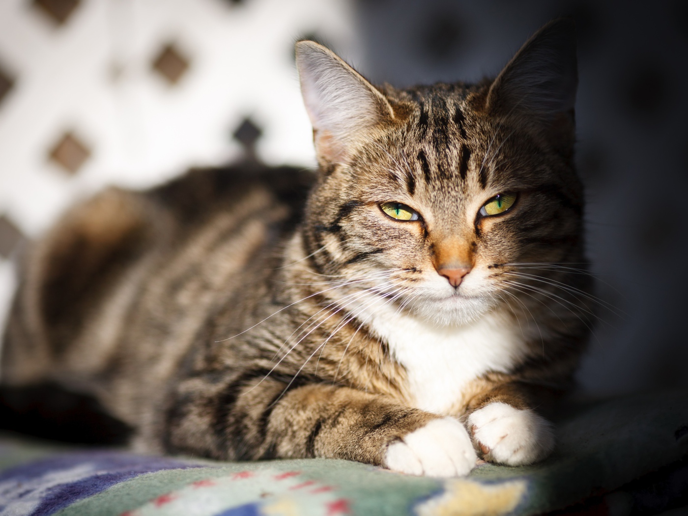 Довольный серый кот в лучах солнца