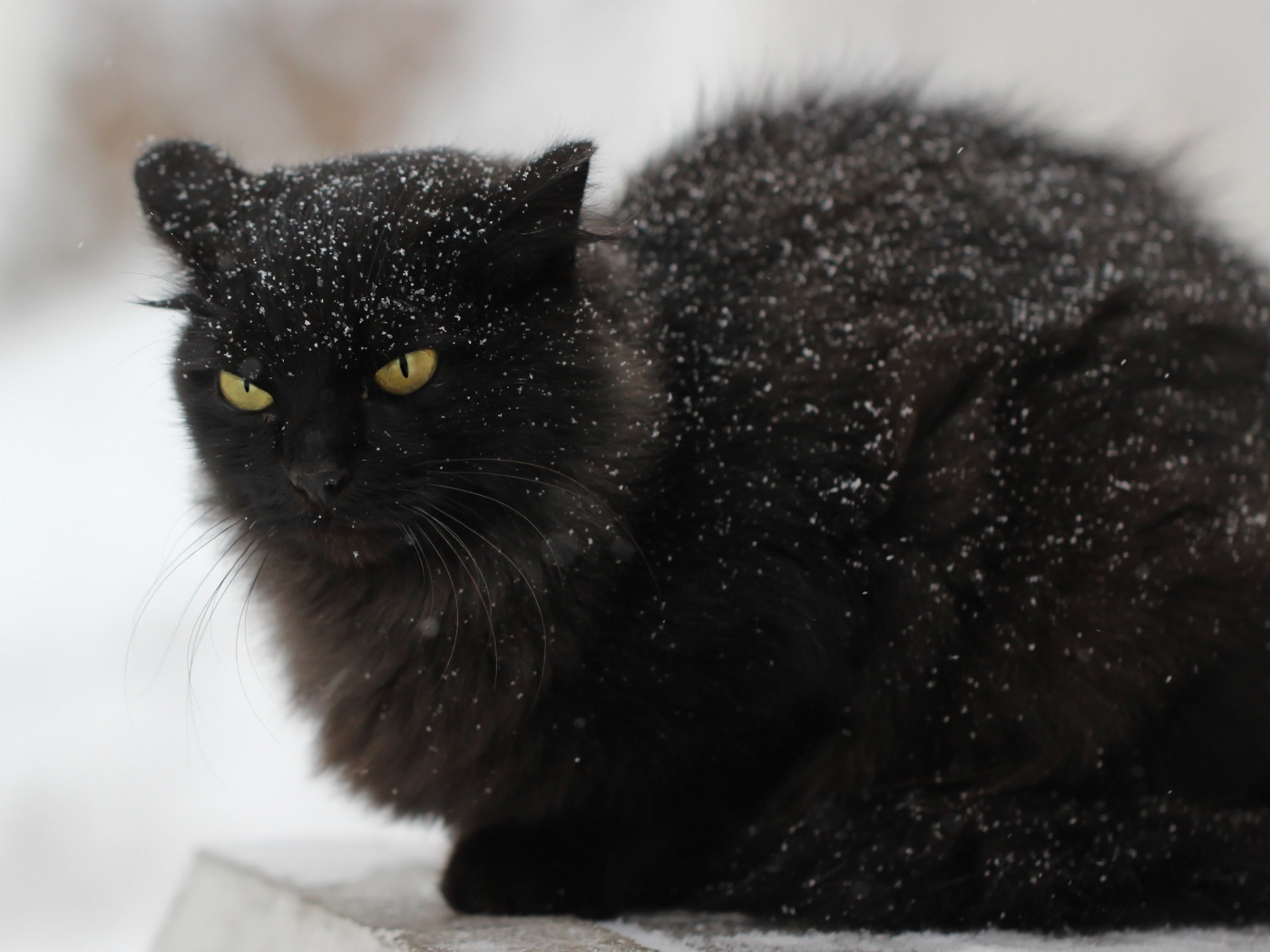 Недовольный черный кот в снегу на улице