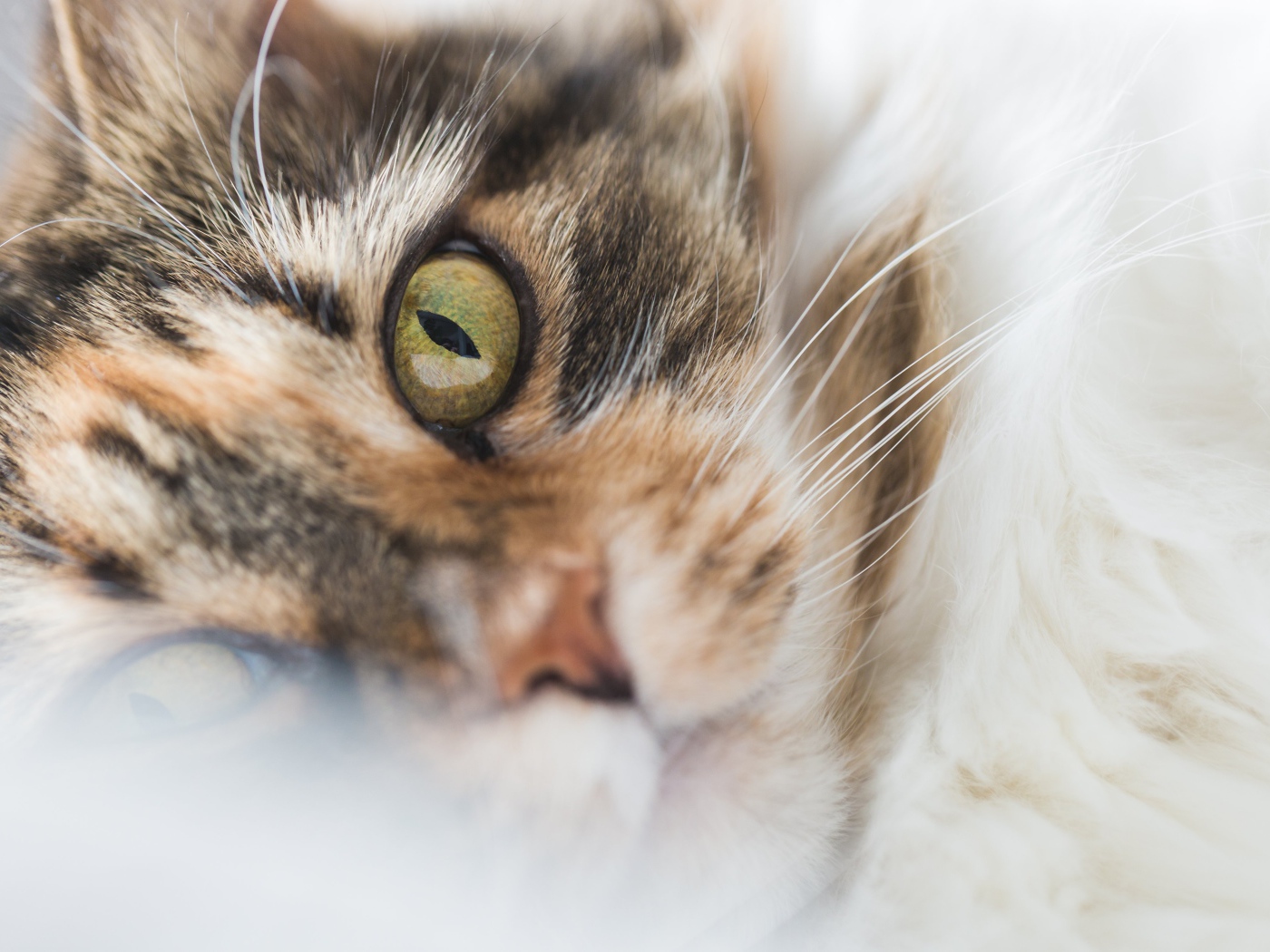 Морда зеленоглазой домашней кошки