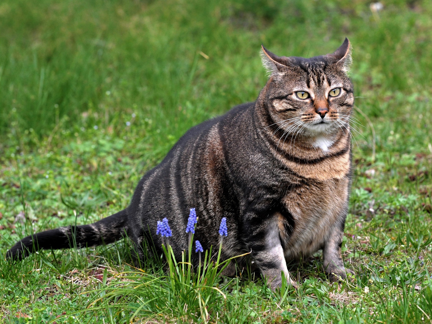 Толстый серый кот сидит на зеленой траве