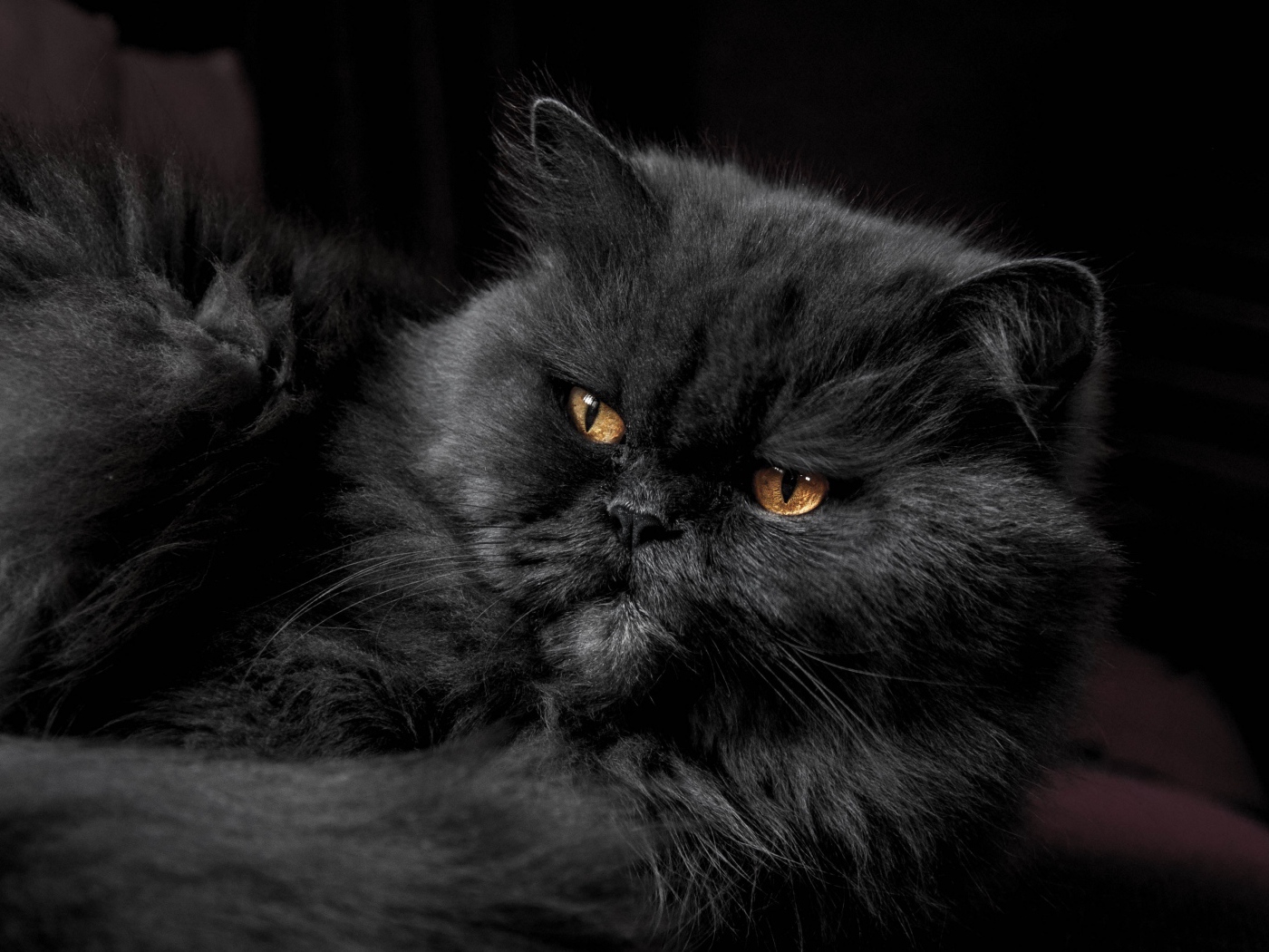 Пушистый породистый черный кот с желтыми глазами