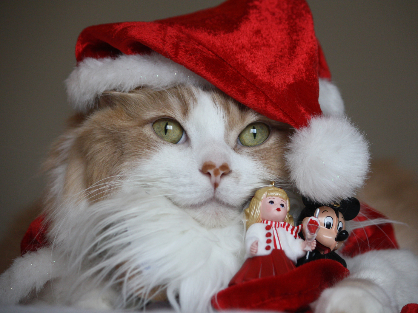 Смешной кот в новогоднем костюме с фигурками