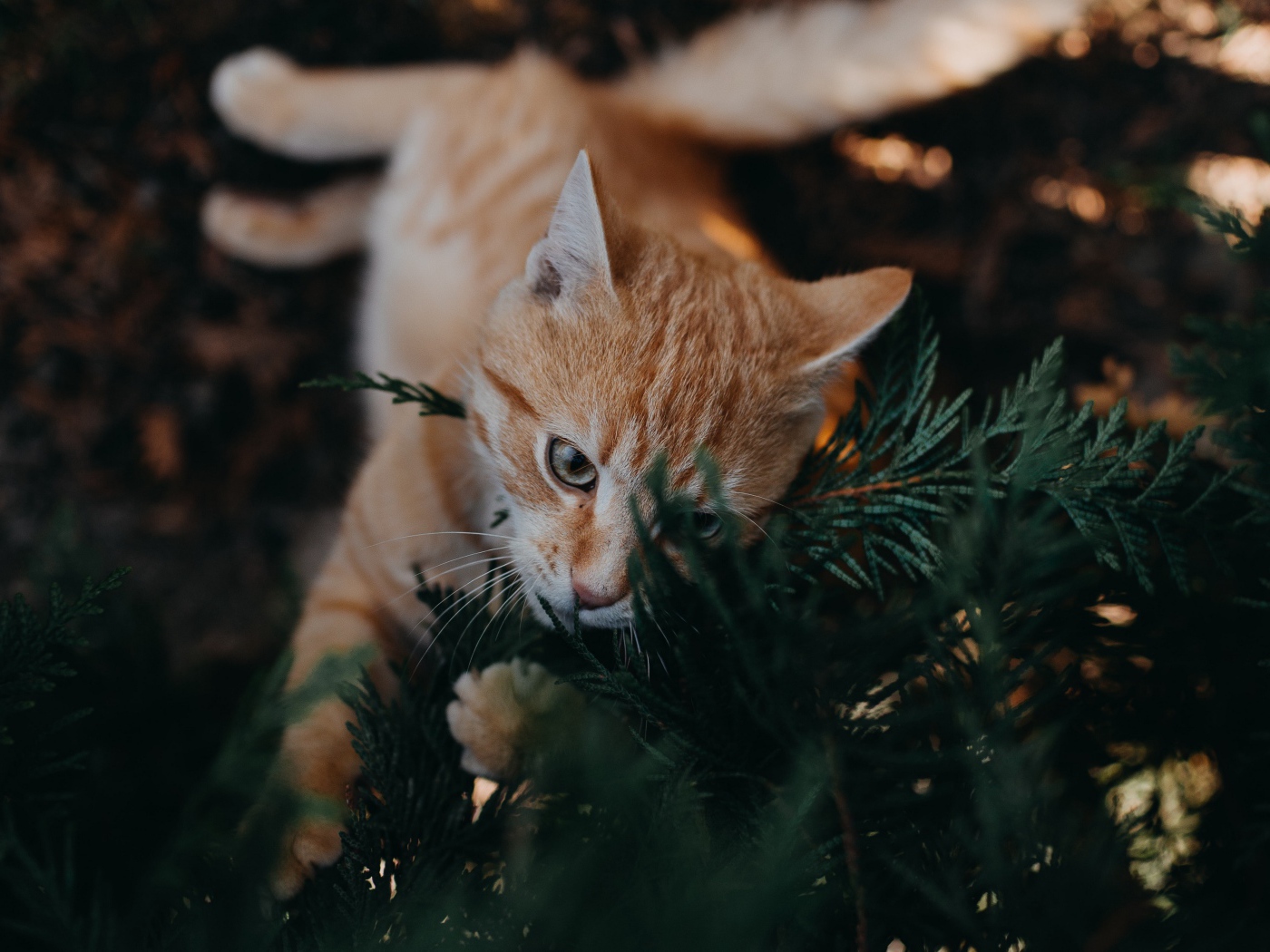Забавный рыжий кот с зеленых ветках