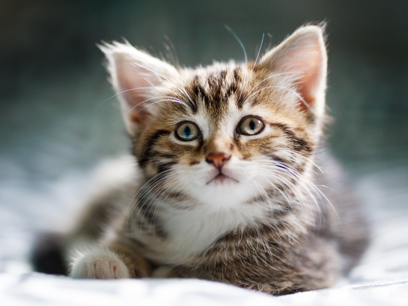 Забавный серый котенок лежит на кровати 