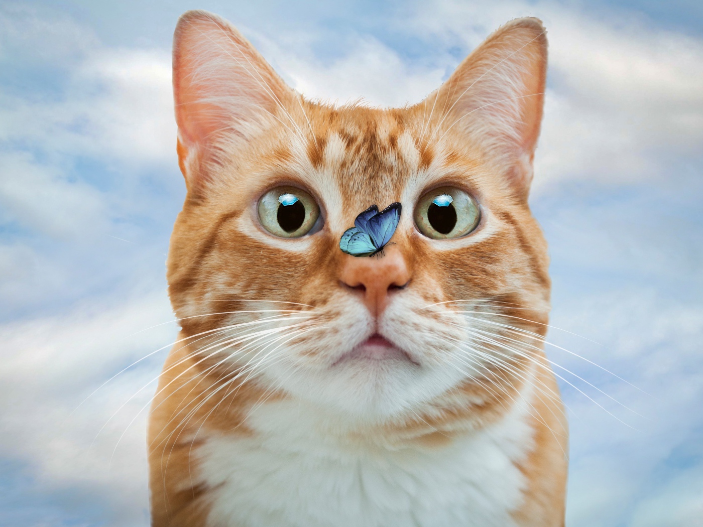 Смешной рыжий кот с голубой бабочкой на носу