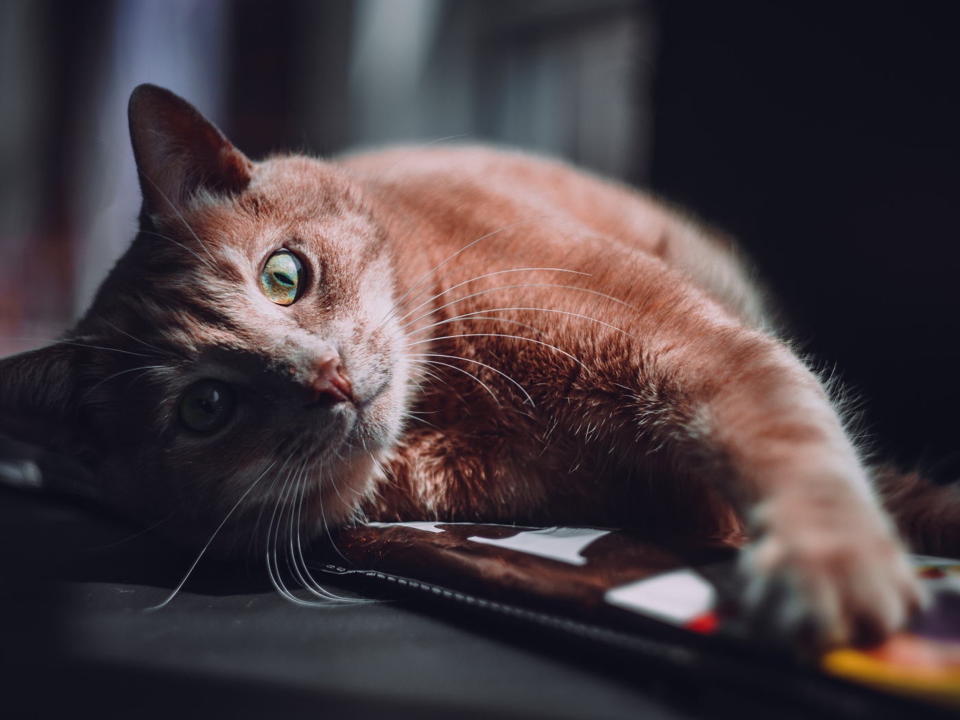 Рыжий кот лежит на диване в лучах солнца