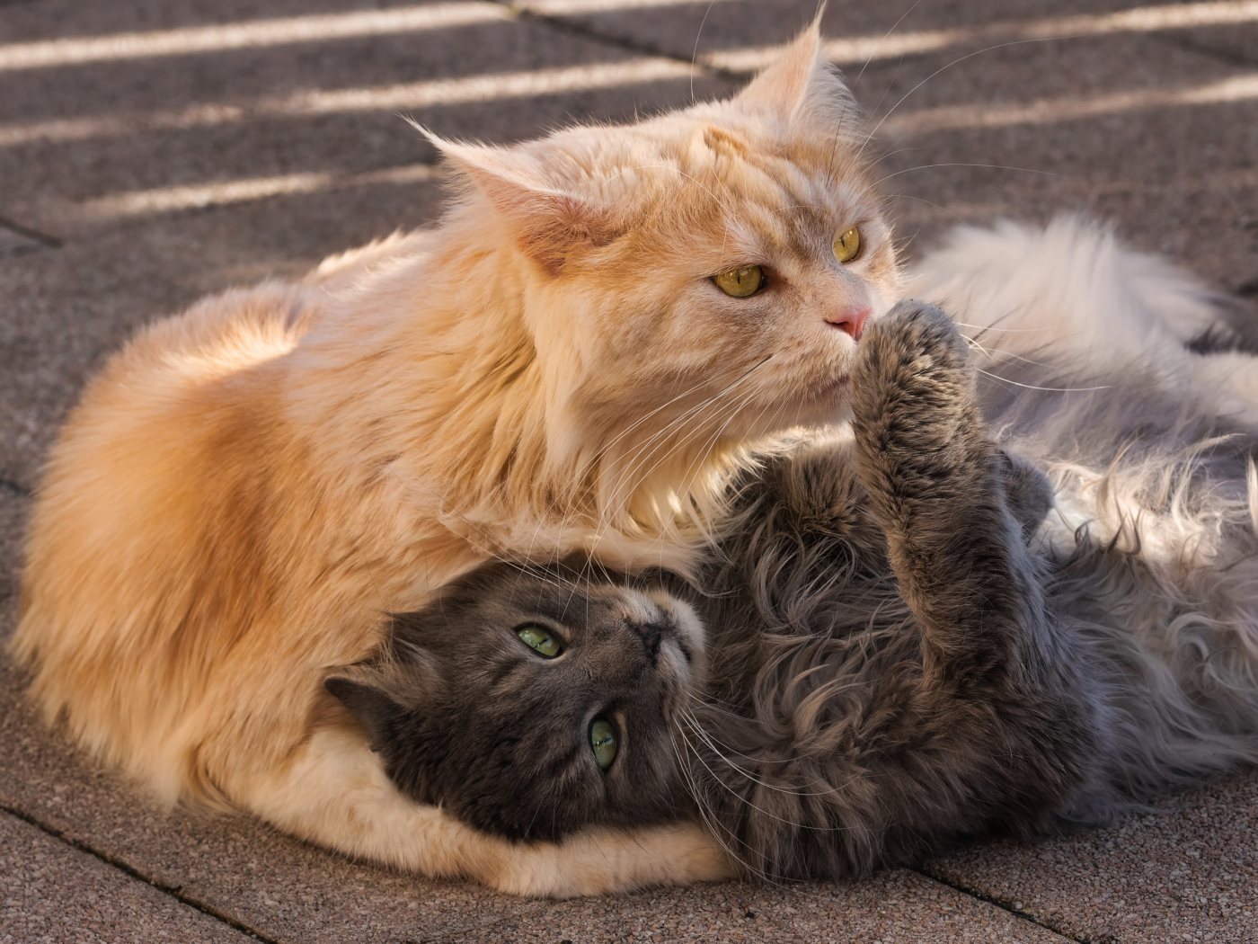 Серый и рыжий пушистые коты лежат на земле