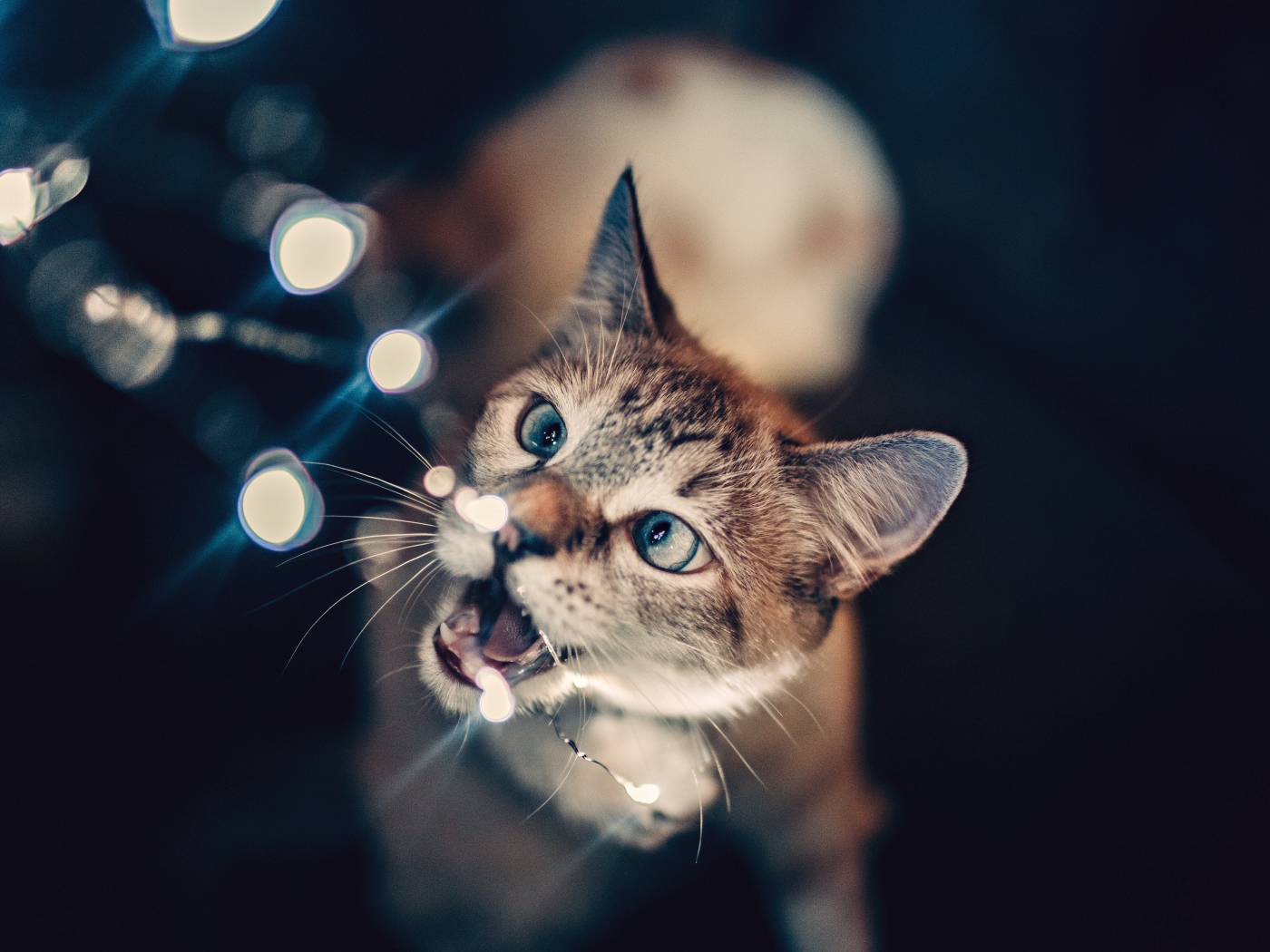 Серый кот кусает гирлянду 