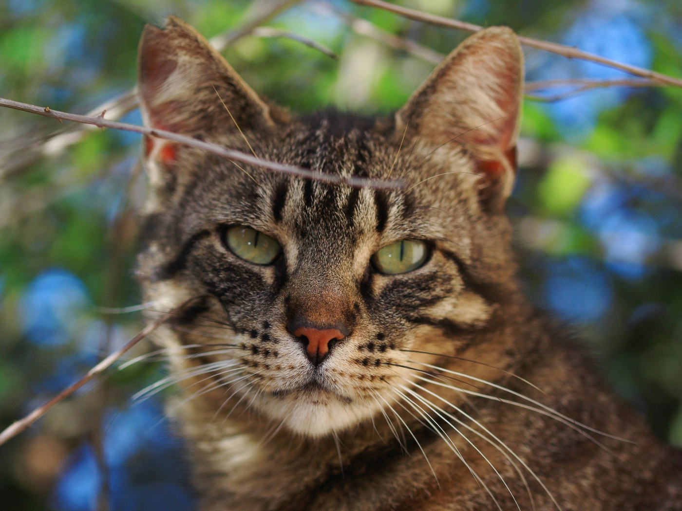 Серый кот в ветках крупным планом