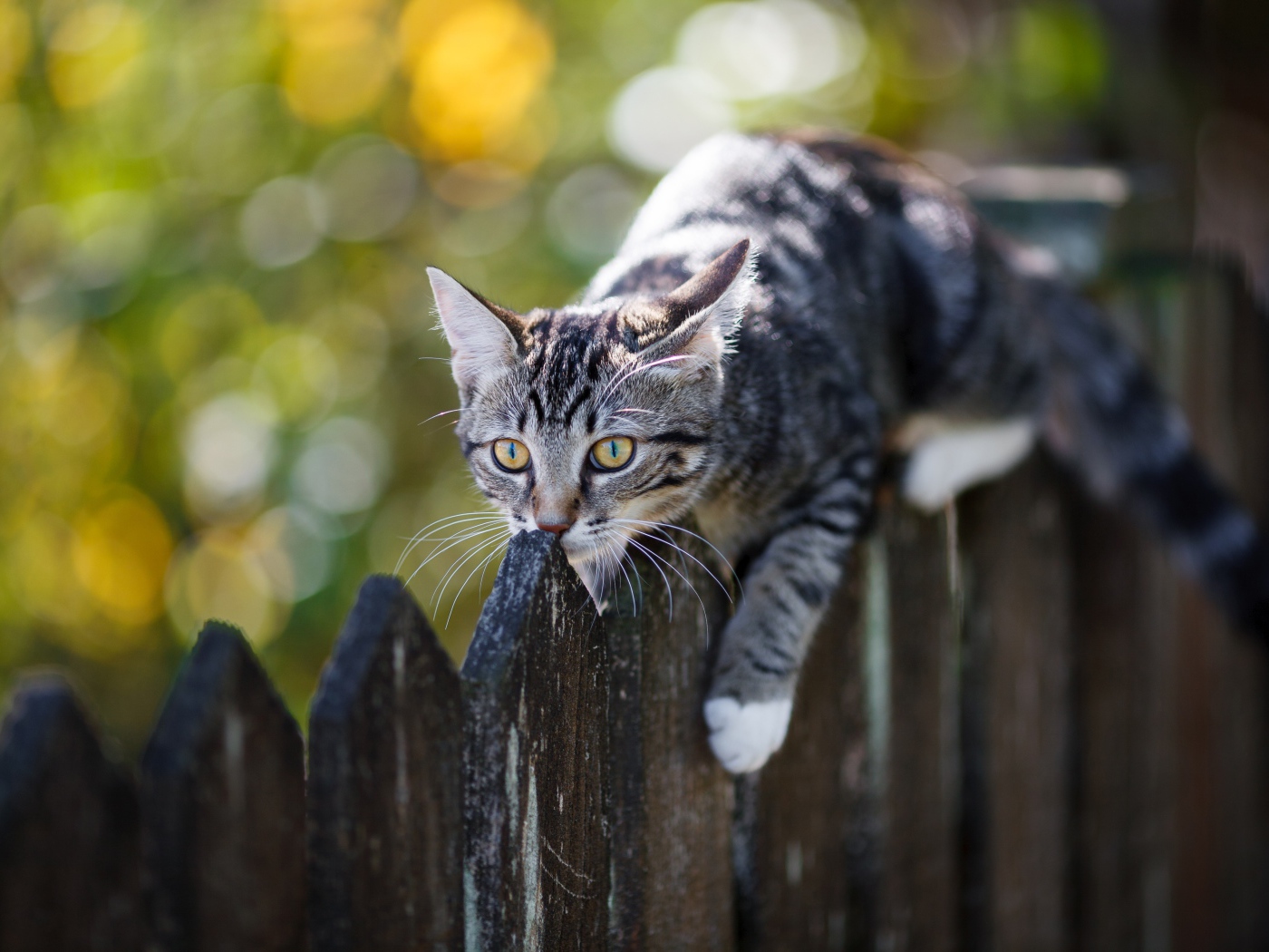 Серый кот лежит на деревянном заборе 