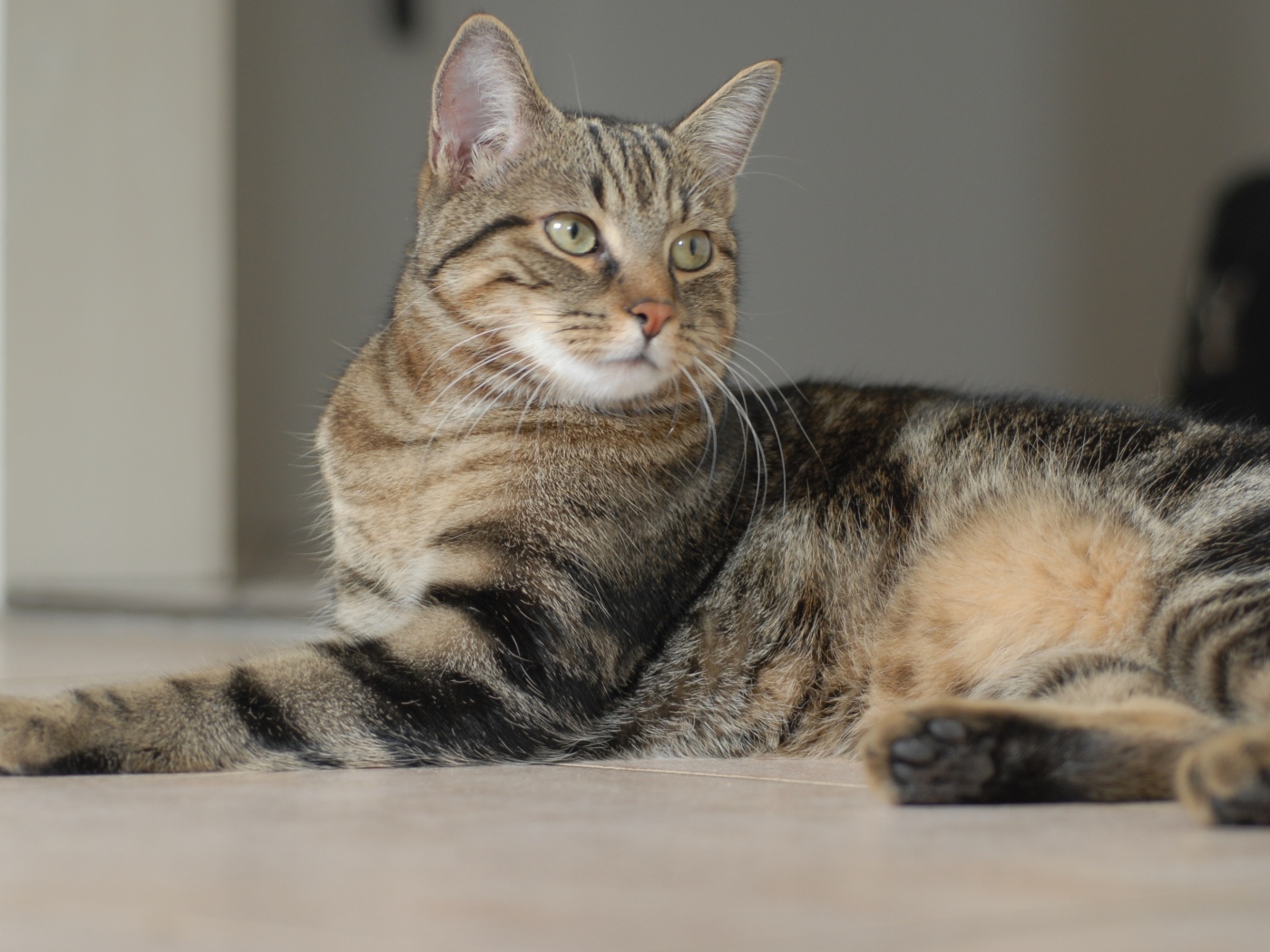 Серый кот лежит на полу 