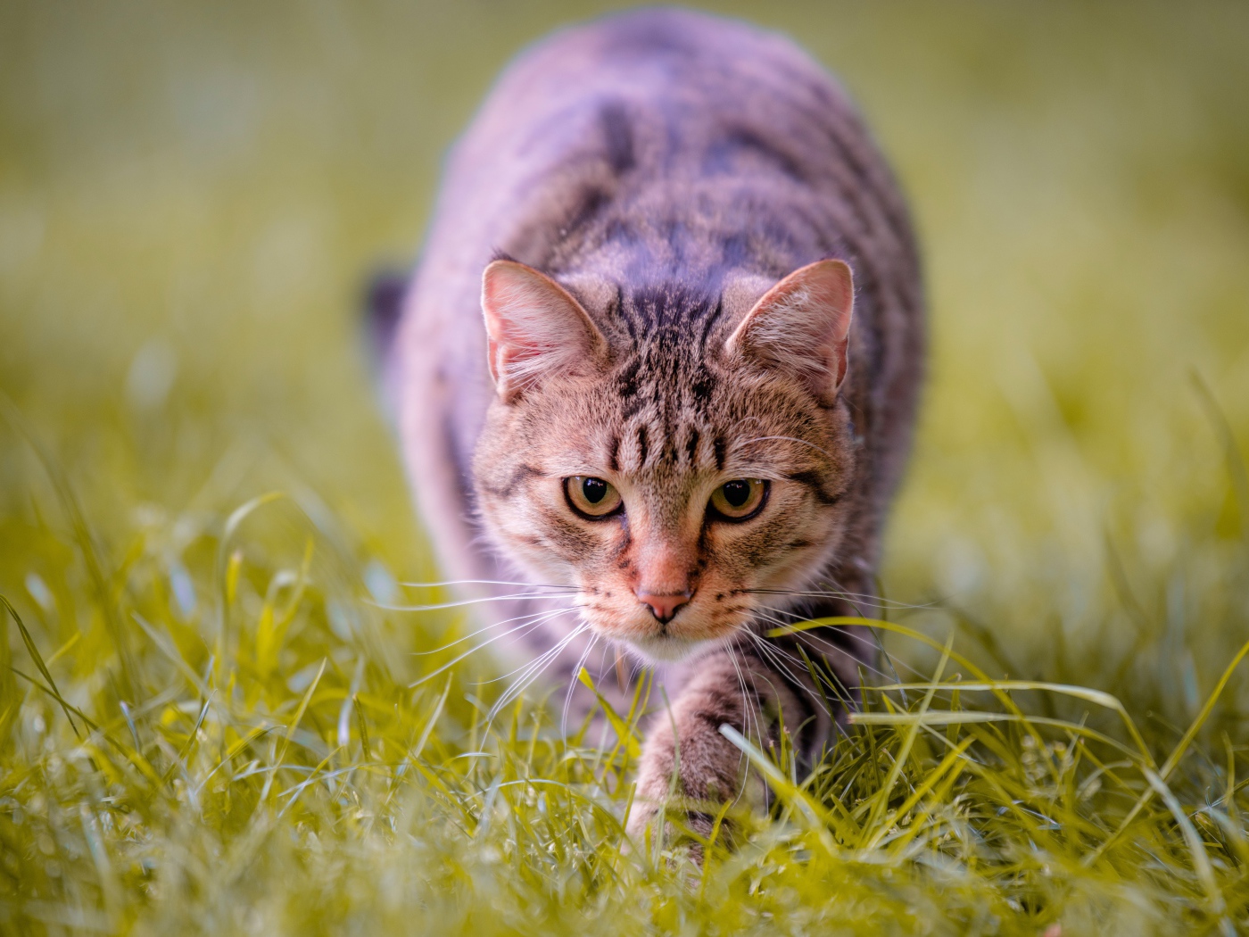 Серая кошка крадется по зеленой траве 