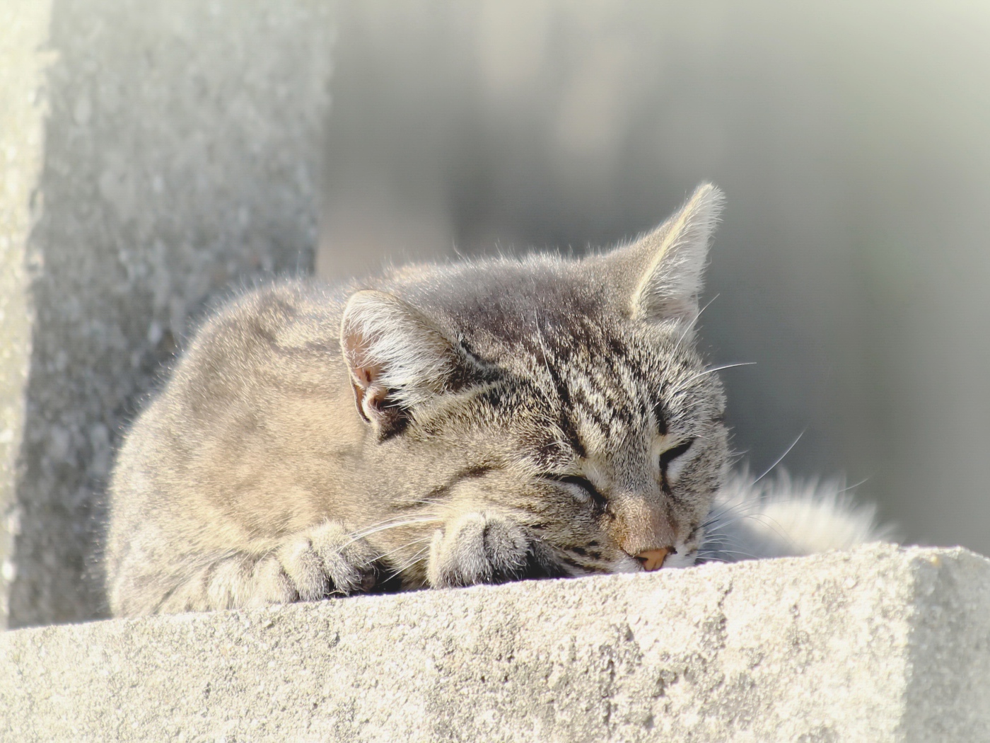 Серый домашний кот спит на улице