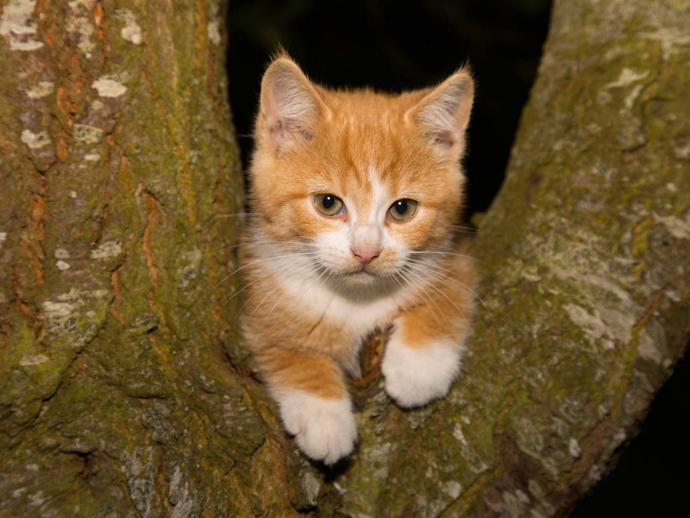 Маленький рыжий котенок сидит на дереве