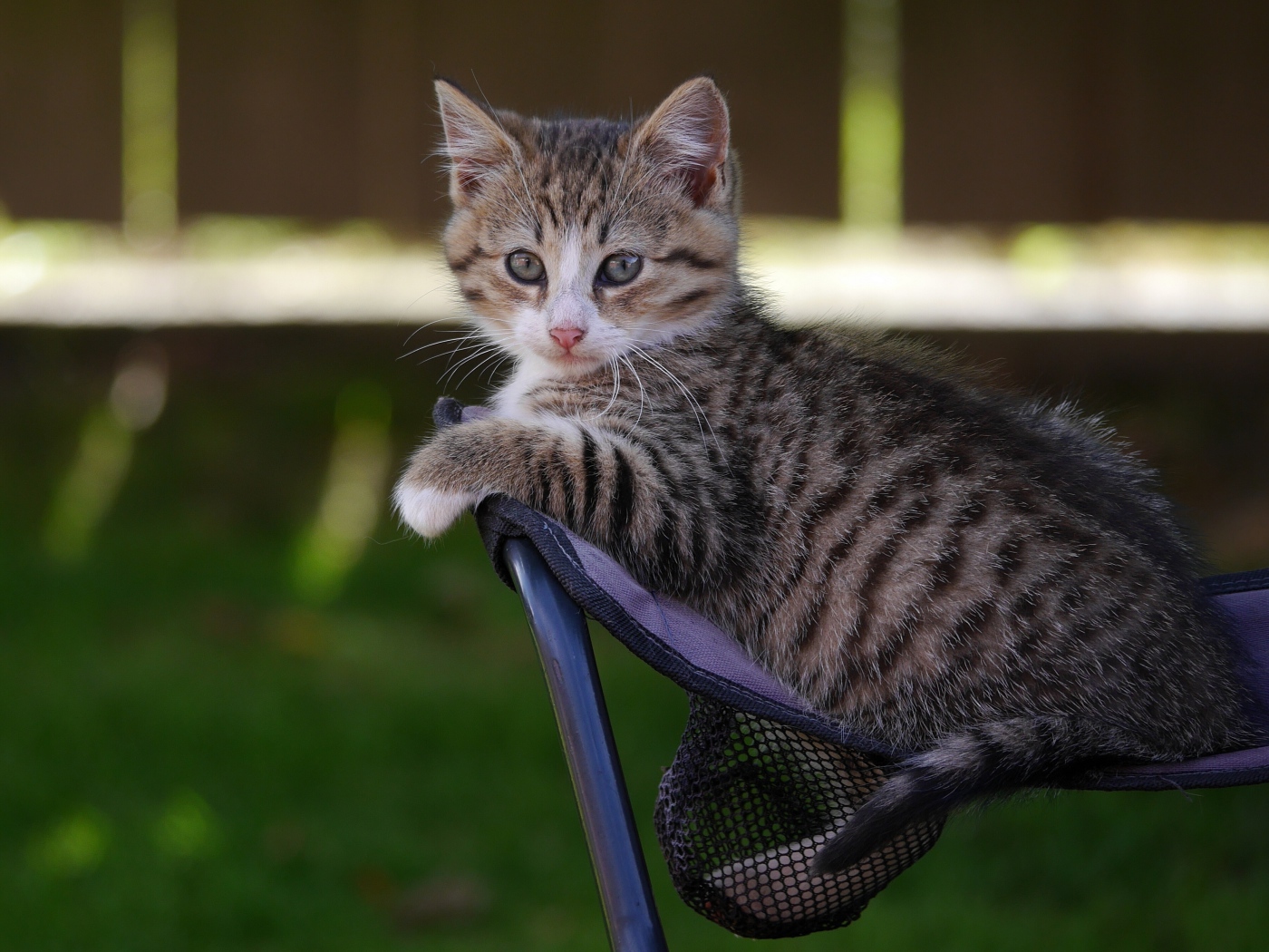 Маленький серый котенок сидит на стуле