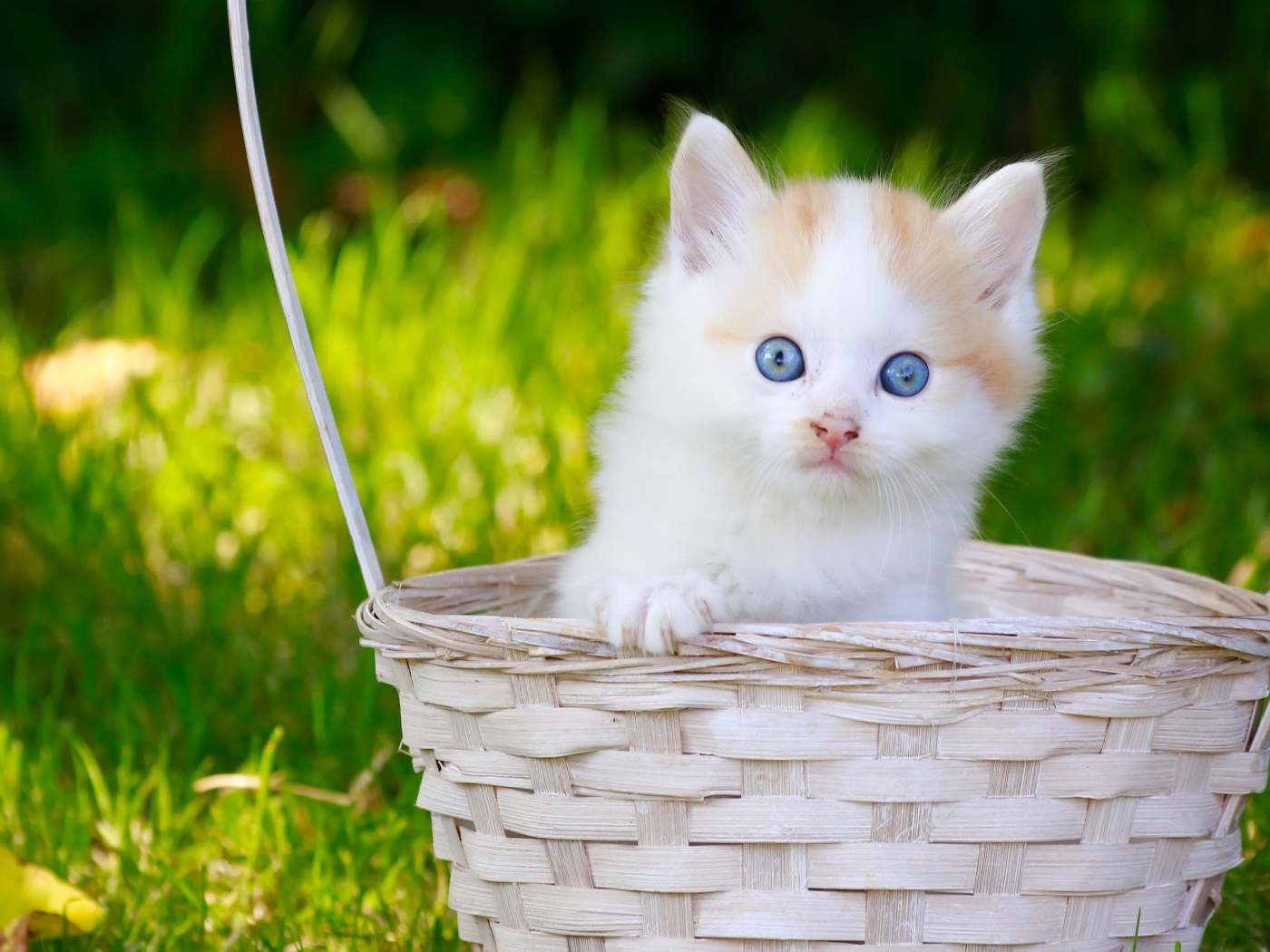 Маленький котенок в корзине на зеленой траве