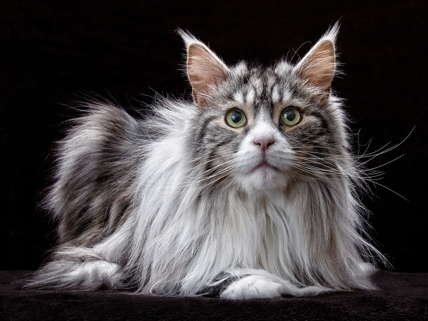 Большой кот породы мейн кун  на черном фоне