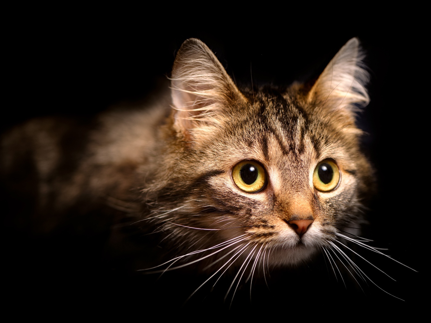 Морда пушистой серой кошки на черном фоне