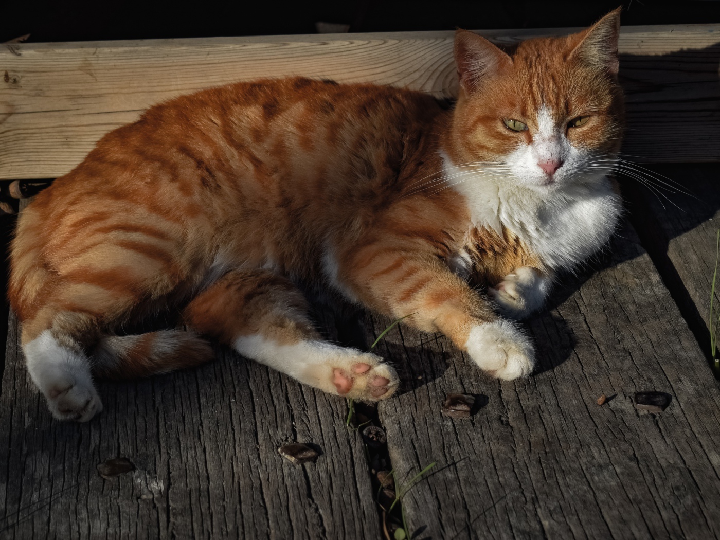 Рыжий кот в лучах солнца лежит на досках 