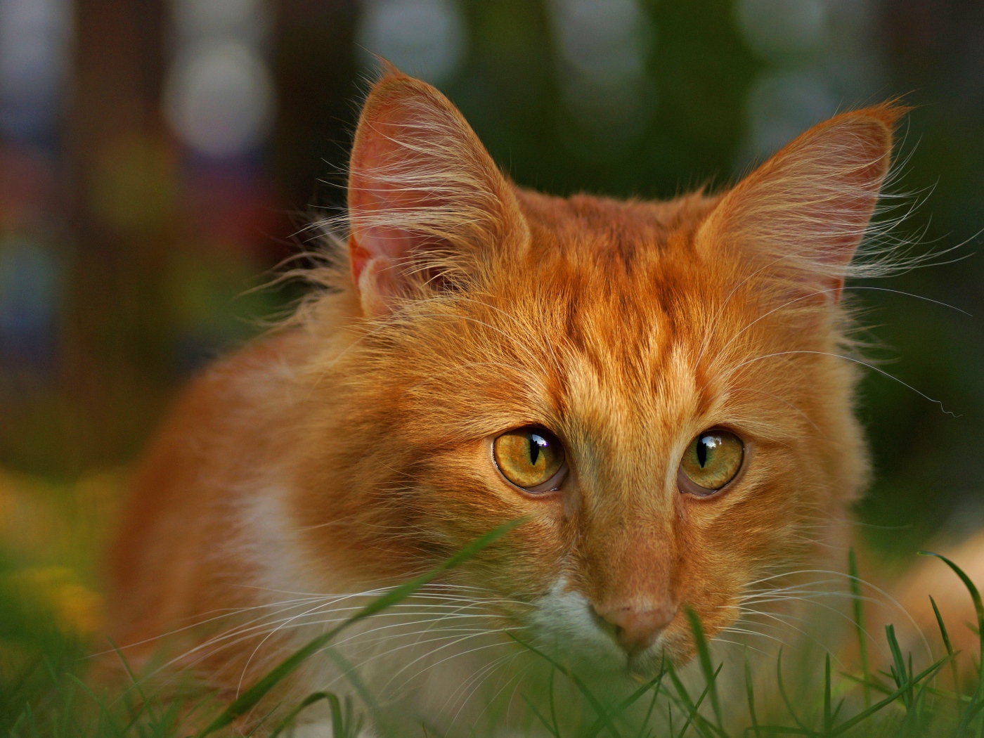 Red cat with funny eyes sits in the green grass.