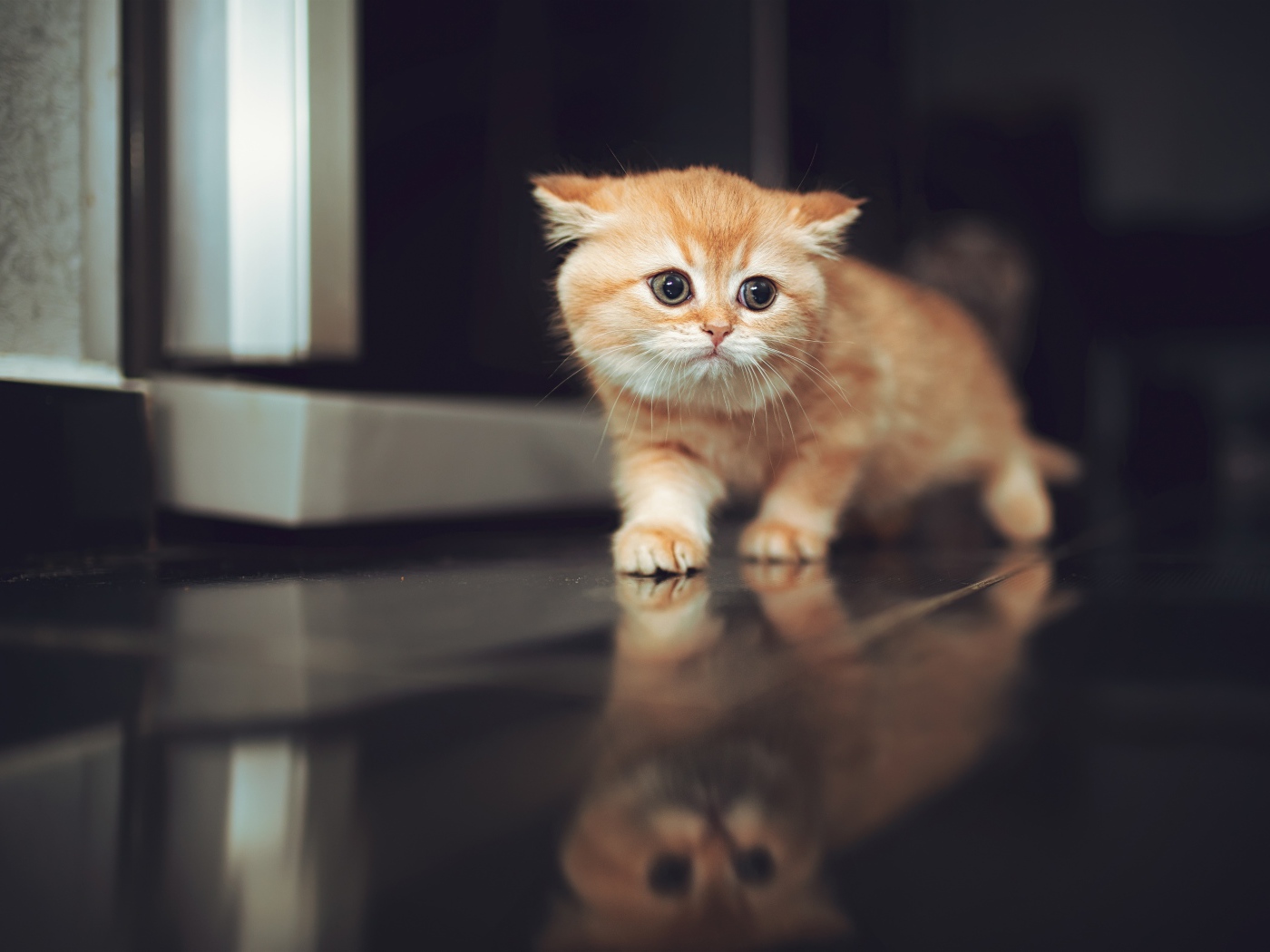 Испуганный рыжий котенок крадется по полу 