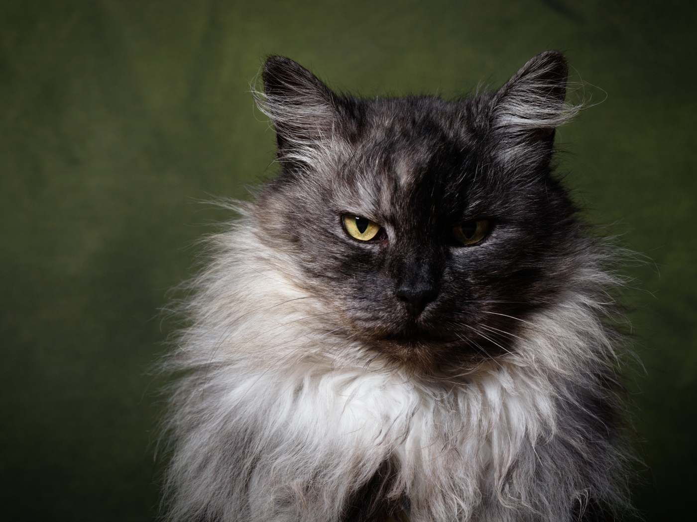 Грозный пушистый кот с желтыми глазами