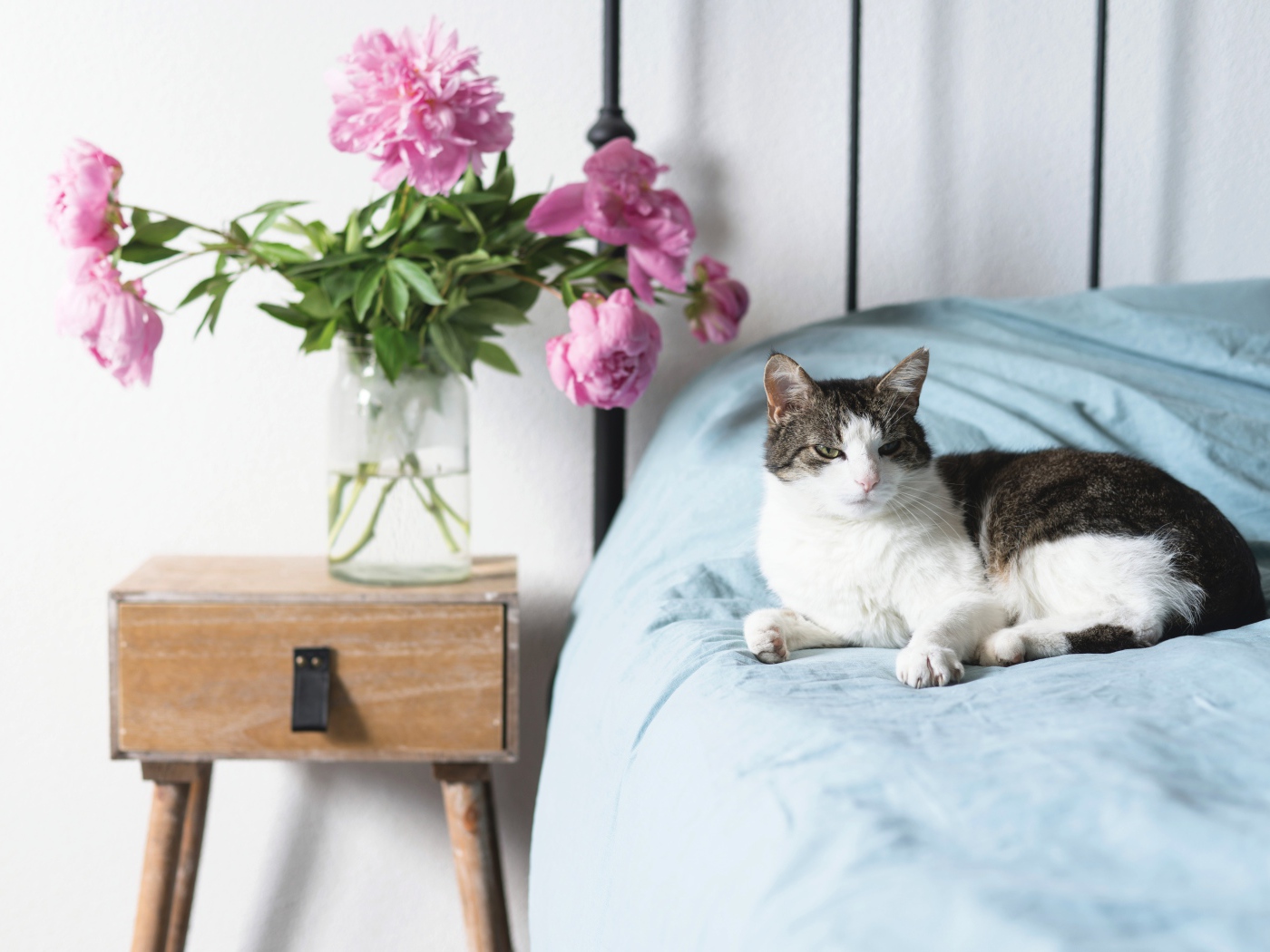 Кот лежит на большой кровати в комнате с букетом пионов