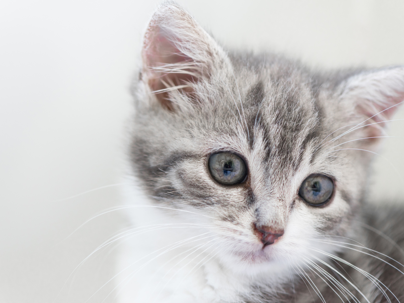 Морда маленького серого котенка 