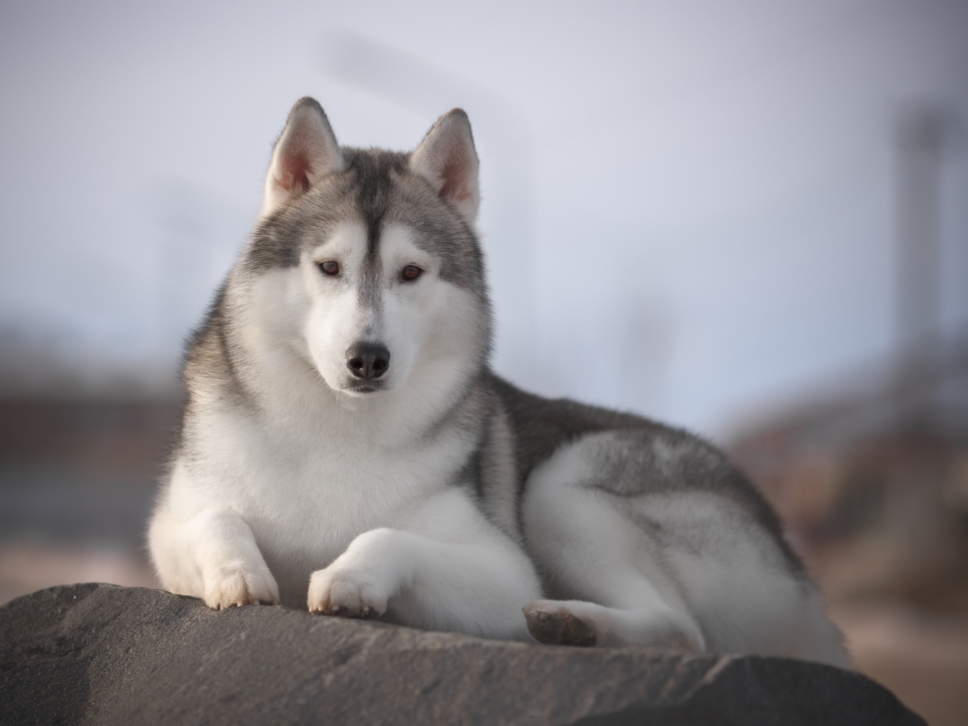 Красивый пес породы хаски лежит на камне