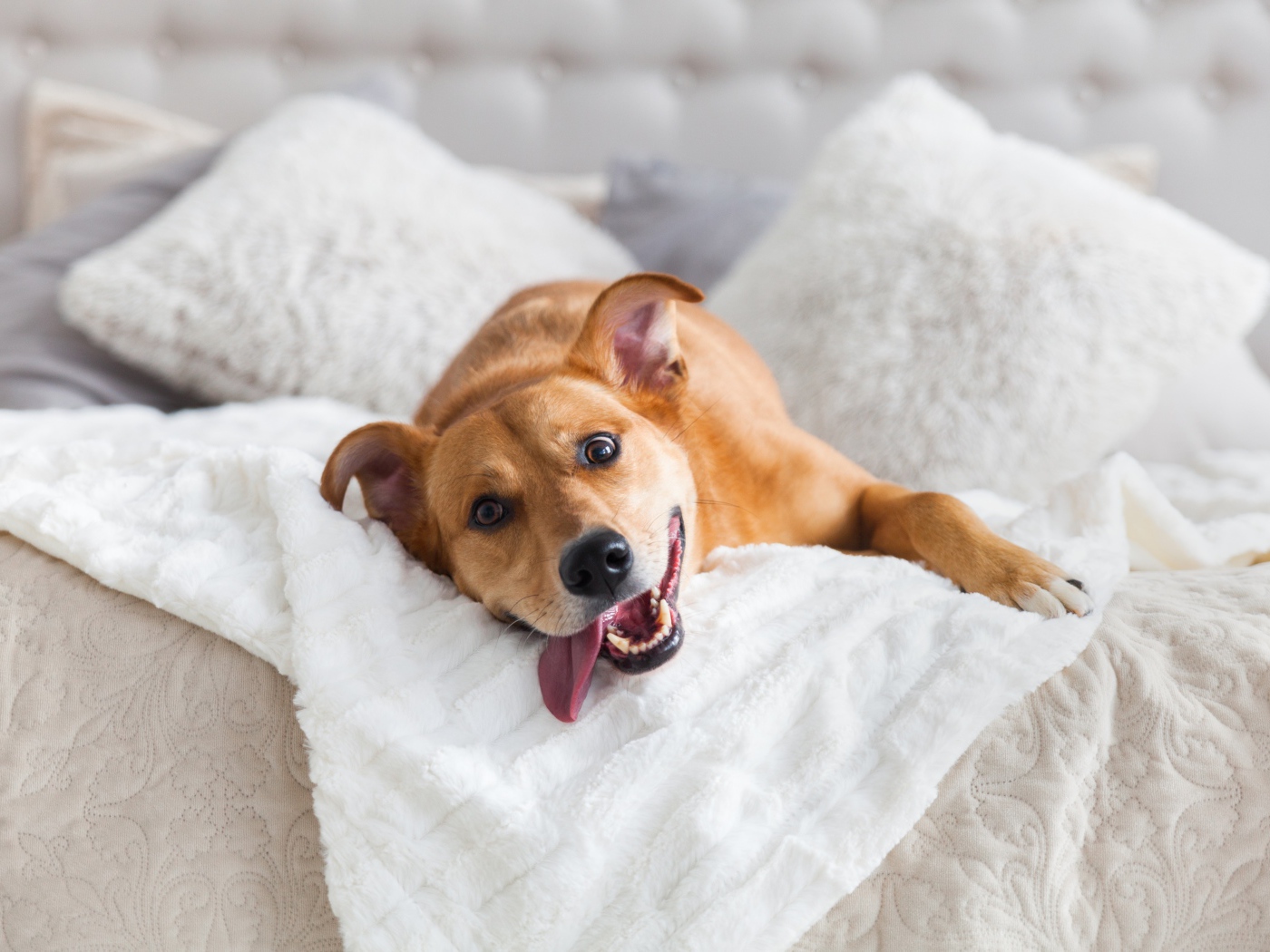 Довольный пес с высунутым языком лежит на белой кровати 