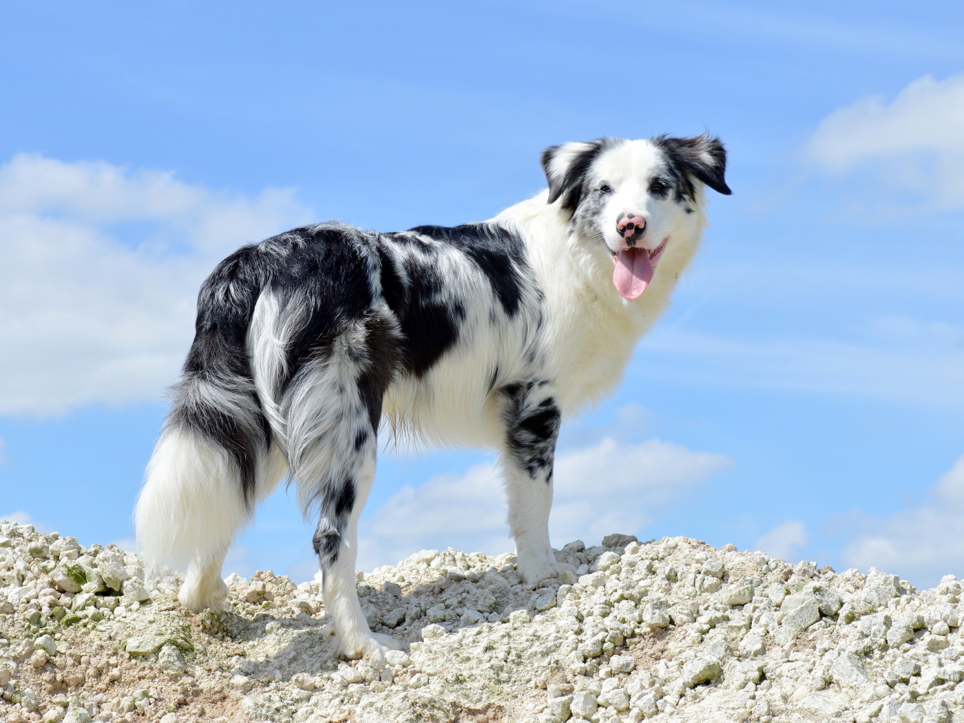 Австралийская овчарка с высунутым языком на фоне неба