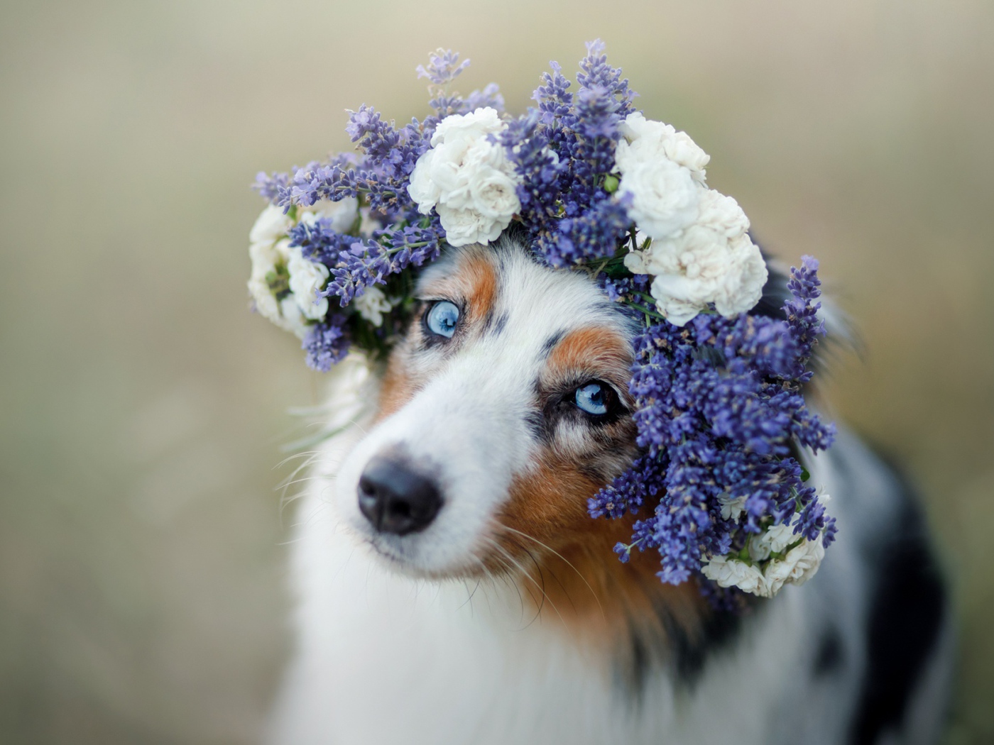 Красивая голубоглазая австралийская овчарка с венком на голове 