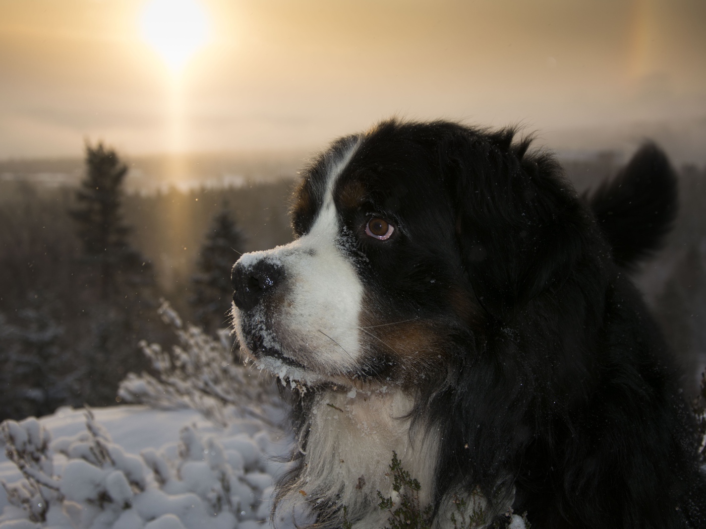 Бернский зенненхунд в заснеженном лесу на закате 